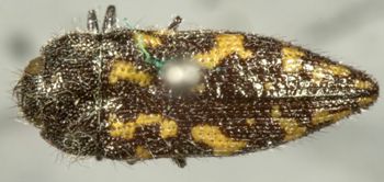 Media type: image;   Entomology 2723 Aspect: habitus dorsal view